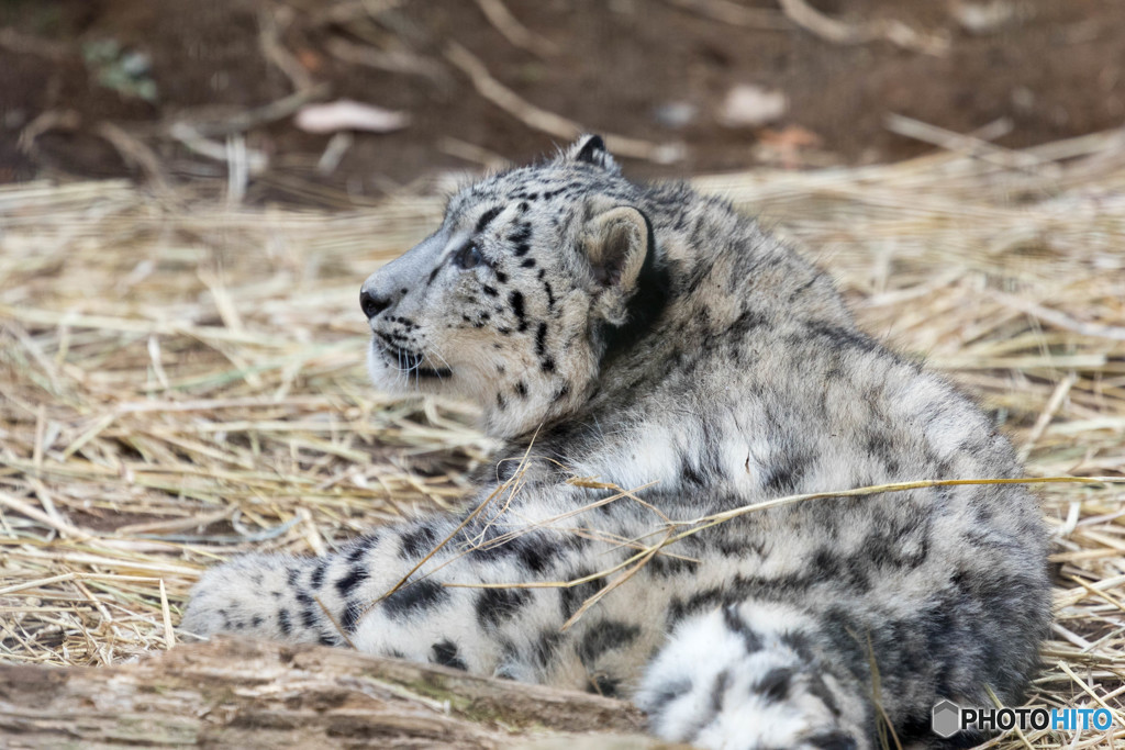 ユキヒョウ　フク③