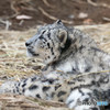 ユキヒョウ　フク③