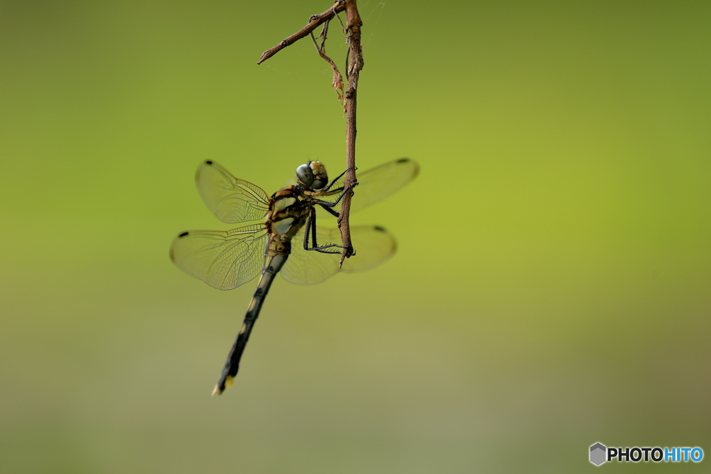 dragonfly_3