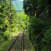 箱根の緑を車窓より