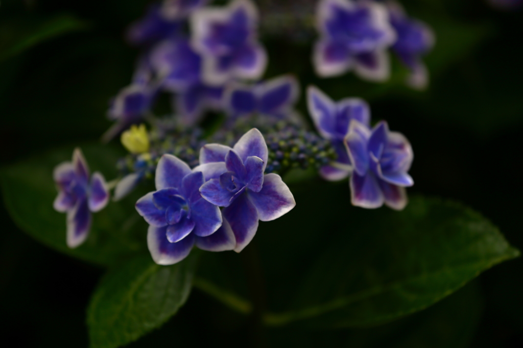 高幡不動金剛寺の紫陽花７