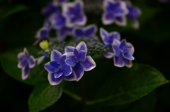 高幡不動金剛寺の紫陽花７