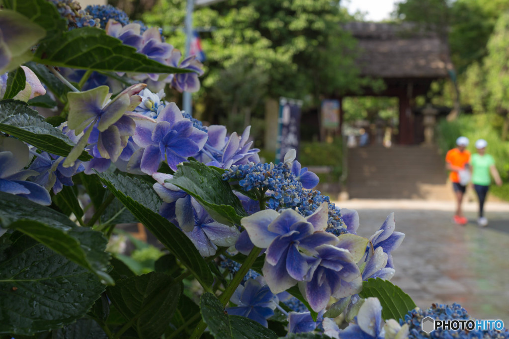 紫陽花と山門