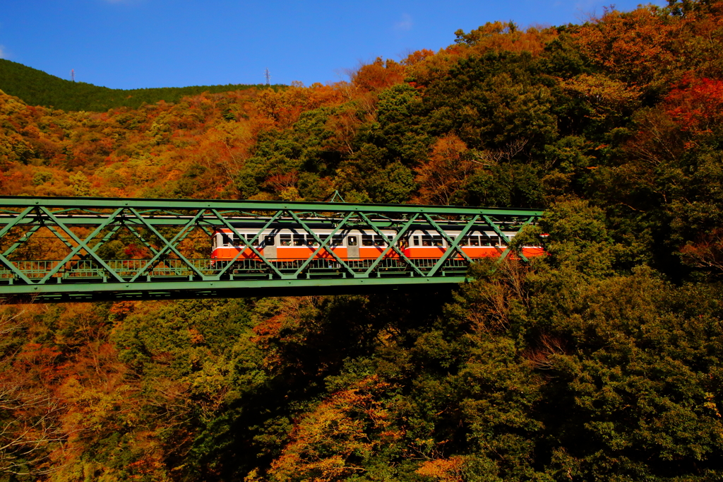紅葉を行く
