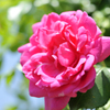 薔薇