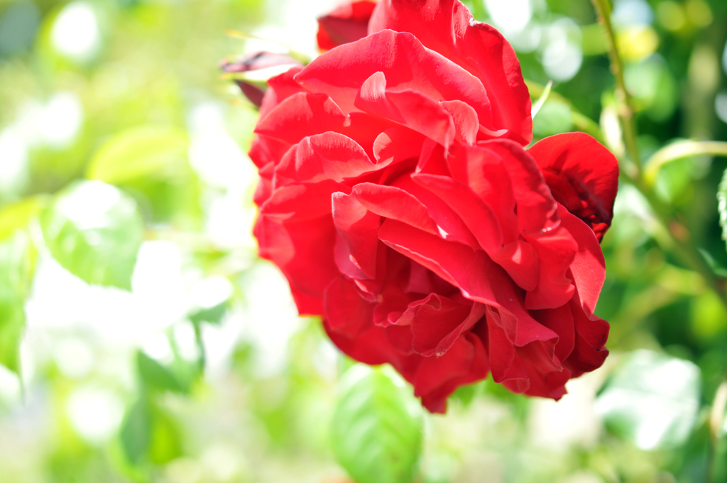 赤い薔薇