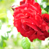 赤い薔薇
