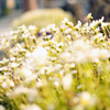 POWER OF FLOWER