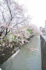 川沿いのサクラpart2