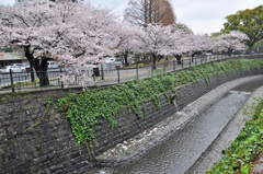 川沿いのサクラ