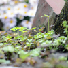 春の訪れ　～たくましき雑草編～
