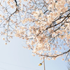 cherry blossom front
