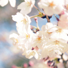 cherry blossom