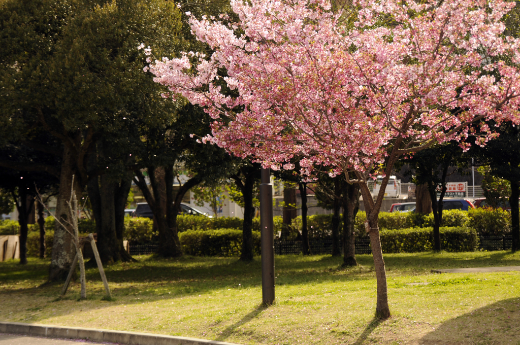 sakura