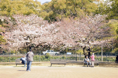 桜の木の下で