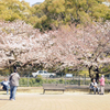 桜の木の下で