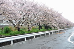 線路沿いのサクラ
