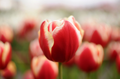 Red Tulip