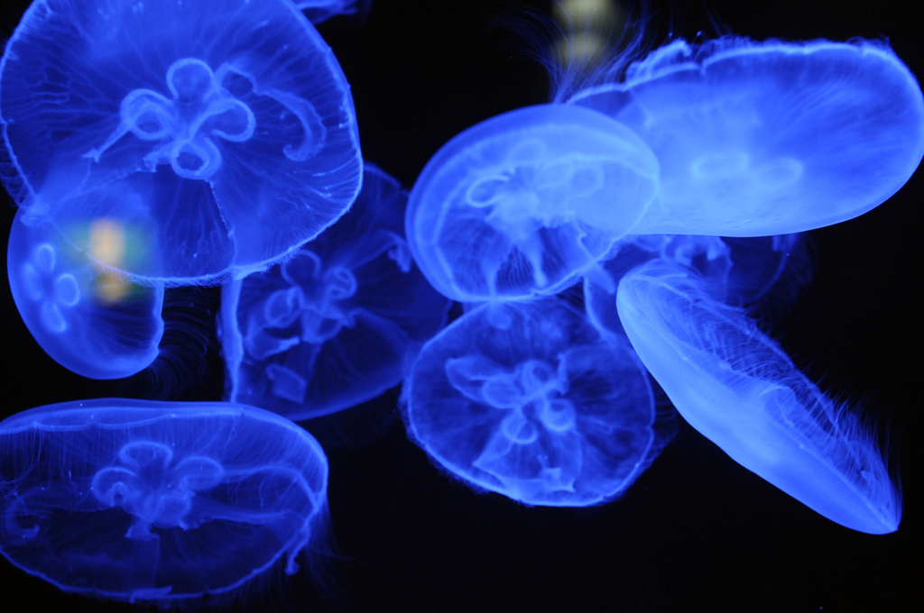 blue jellyfish