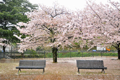 公園のサクラ