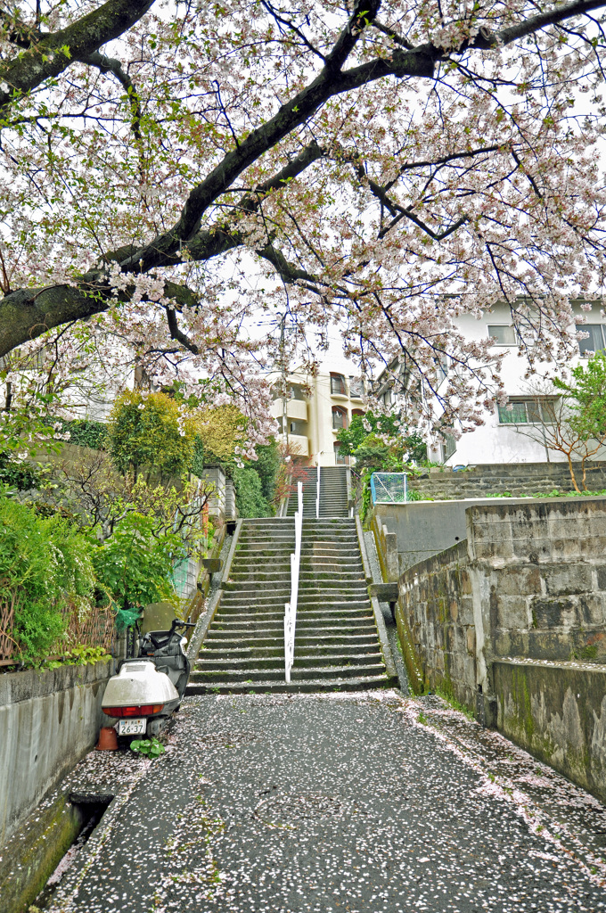 住宅街のサクラ