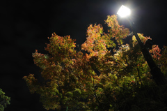 夜の紅葉