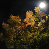 夜の紅葉