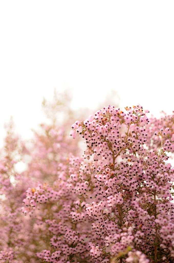 the coming of spring 