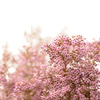 the coming of spring 
