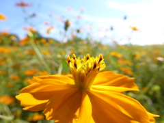 花畑。