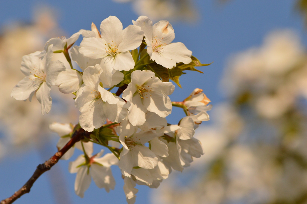 桜