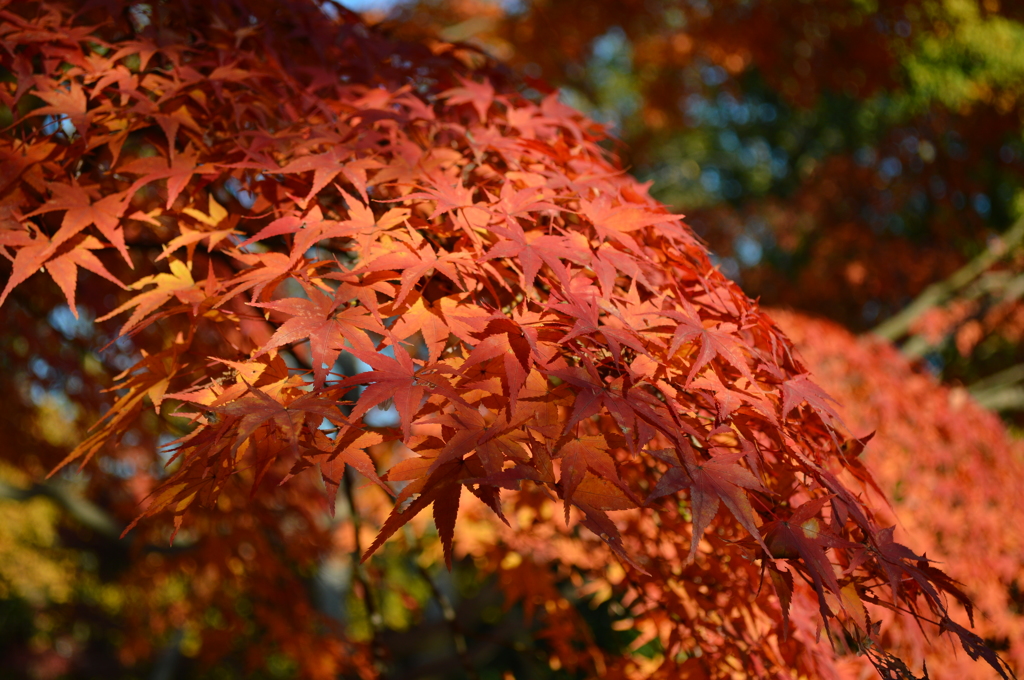 京都　円山公園の紅葉