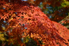 京都　円山公園の紅葉