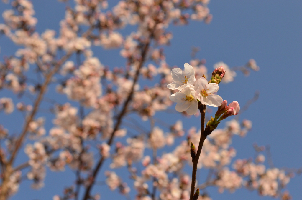 桜
