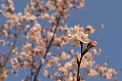 桜