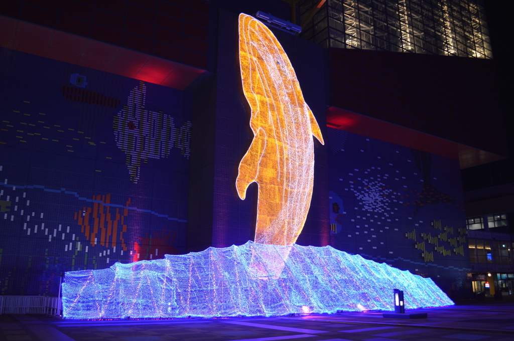 海遊館イルミネーション　3