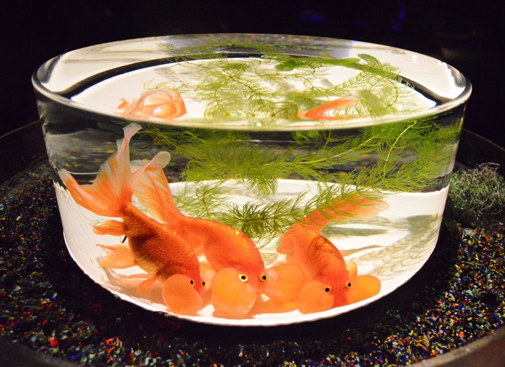 アートアクアリウム城　～京都・金魚の舞～