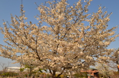 桜