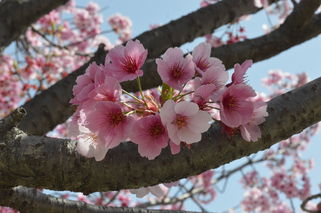 桜