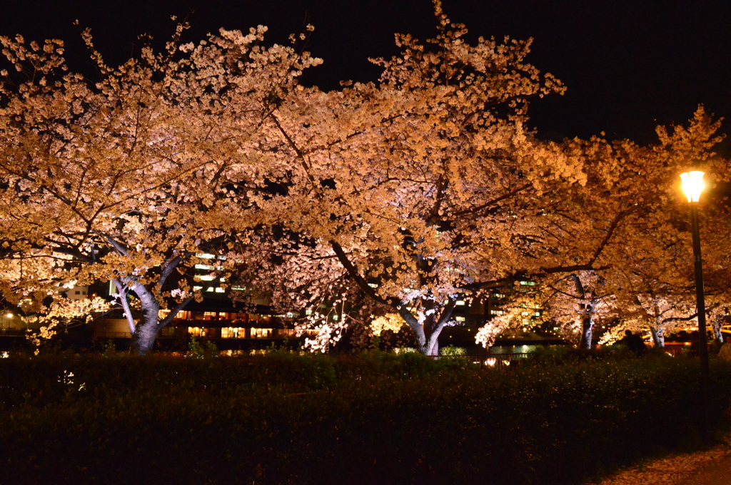 毛馬桜の宮公園