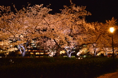 毛馬桜の宮公園