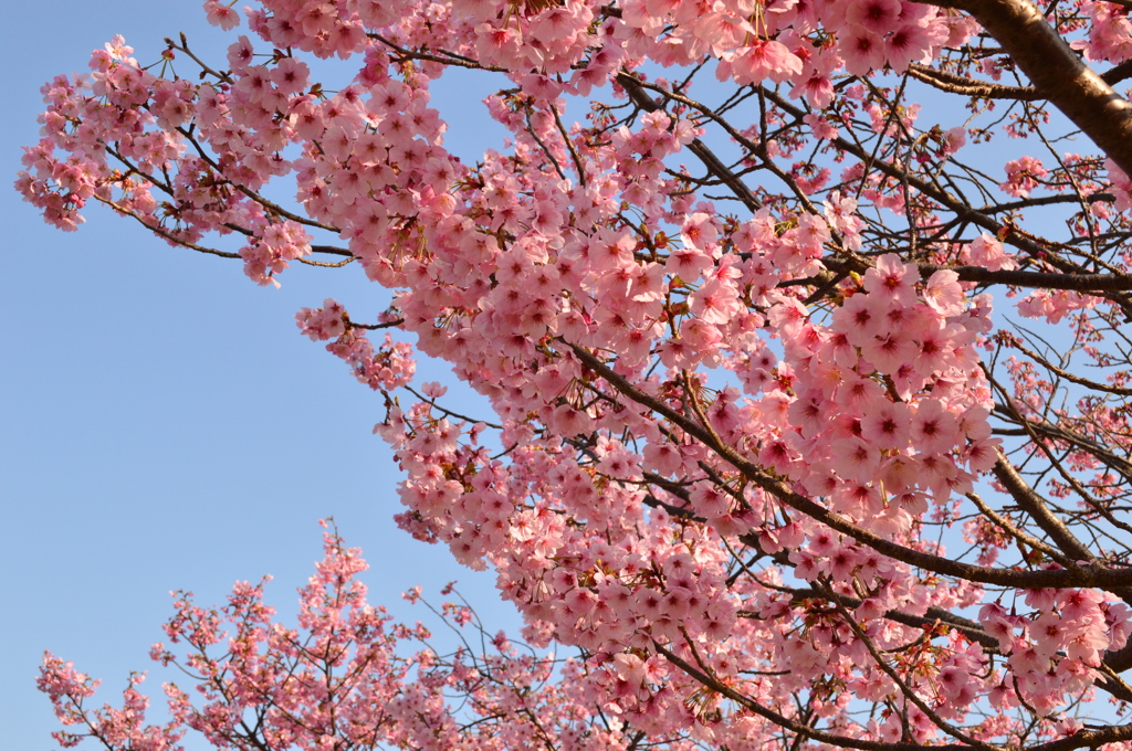 桜