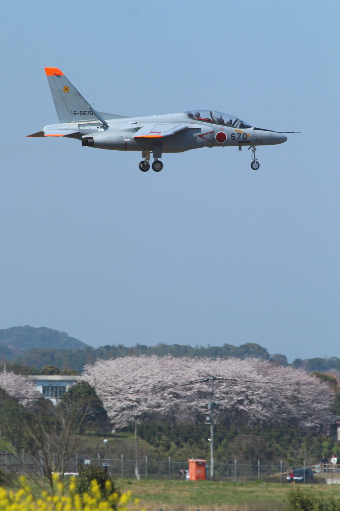 桜と