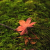 秋