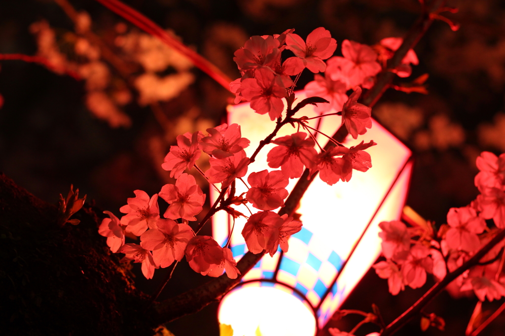 贅沢