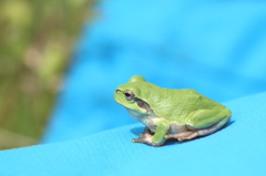 かわず