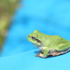 かわず