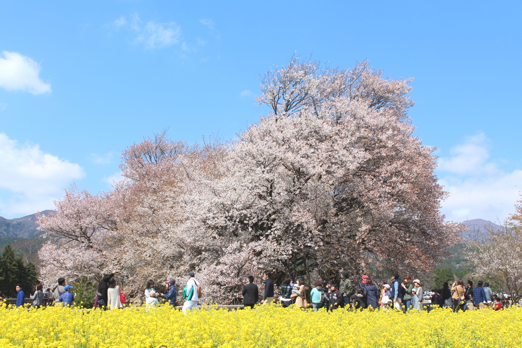 一心行の桜