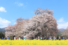 一心行の桜