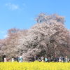 一心行の桜